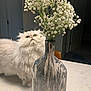 cat, fluffy_cat, white_cat, green_eyes, vase, flowers, baby_breath, marble_countertop, indoor, curious, table, modern_interior, plant_stem, close_up, feline, pet, domestic_animal, still_life, home, decor