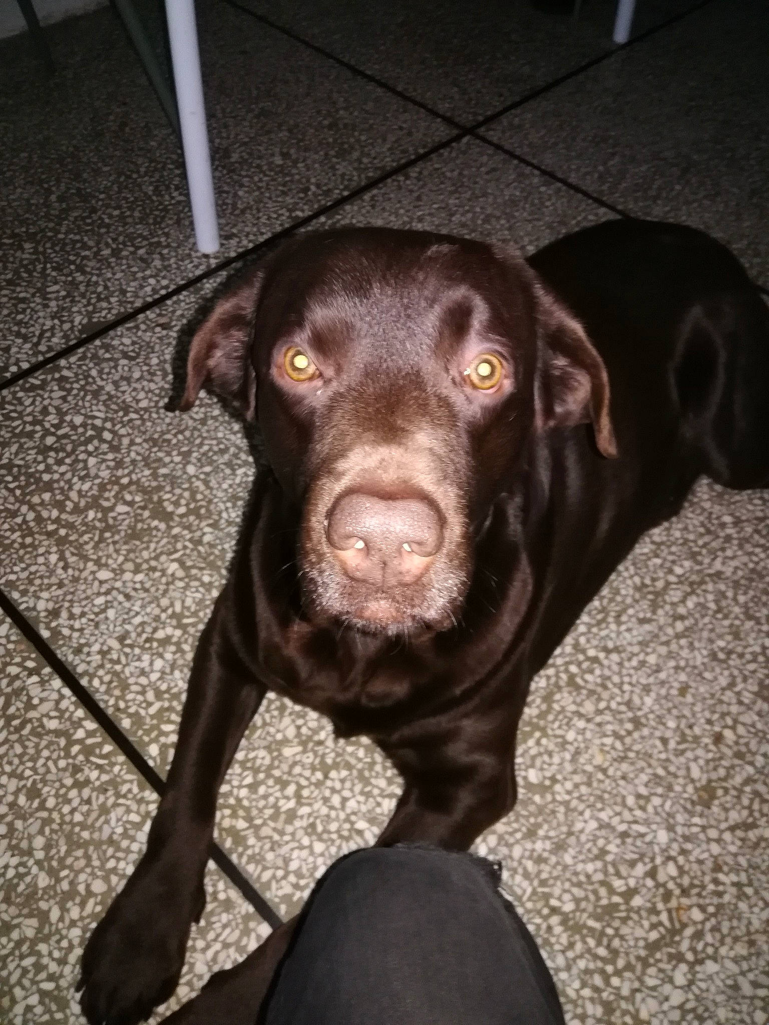 Ricky a rejoint le concours — aidez-le/la à gagner de superbes lots ! borador, carnivore, companion_dog, dog, dog_breed, ear, flooring, fur, gun_dog, hunting_dog, labrador_retriever, liver, retriever, snout, sporting_group, whiskers, working_animal