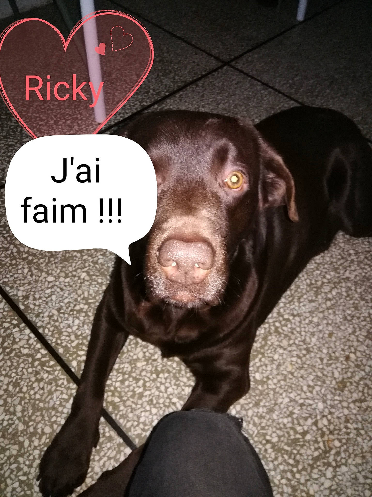 Ricky participe au concours pour gagner de l'argent avec cette photo : borador, brown, canidae, carnivore, companion_dog, dog, dog_breed, ear, font, fur, gun_dog, heart, hunting_dog, liver, photo_caption, retriever, snout, sporting_group, whiskers, working_animal