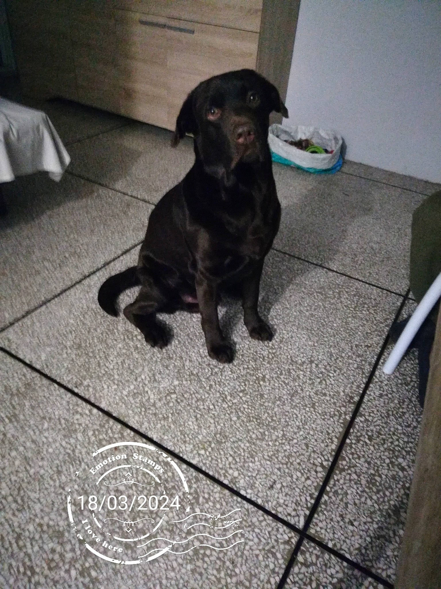 Ricky a rejoint le concours — aidez-le/la à gagner de superbes lots ! borador, canidae, carnivore, companion_dog, dog, dog_breed, floor, flooring, fur, guard_dog, gun_dog, mat, metal, retriever, snout, sporting_group, tail, tile, whiskers, working_animal