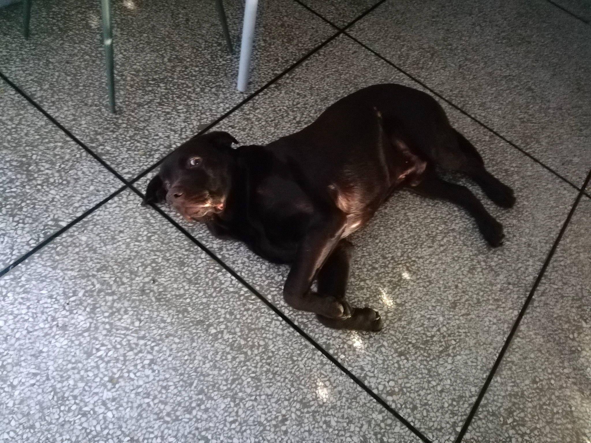 Ricky a rejoint le concours — aidez-le/la à gagner de superbes lots ! canidae, carnivore, companion_dog, dog, dog_breed, fawn, flooring, fur, leash, liver, paw, pet_supply, road_surface, shadow, snout, sporting_group, tail, terrestrial_animal, tints_and_shades, working_animal