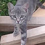 abyssinian, angora, animal, architecture, backyard, building, cat, deck, egyptiancat, gray, house, housing, kitten, manx, nature, pet, plywood, porch, slate, wood