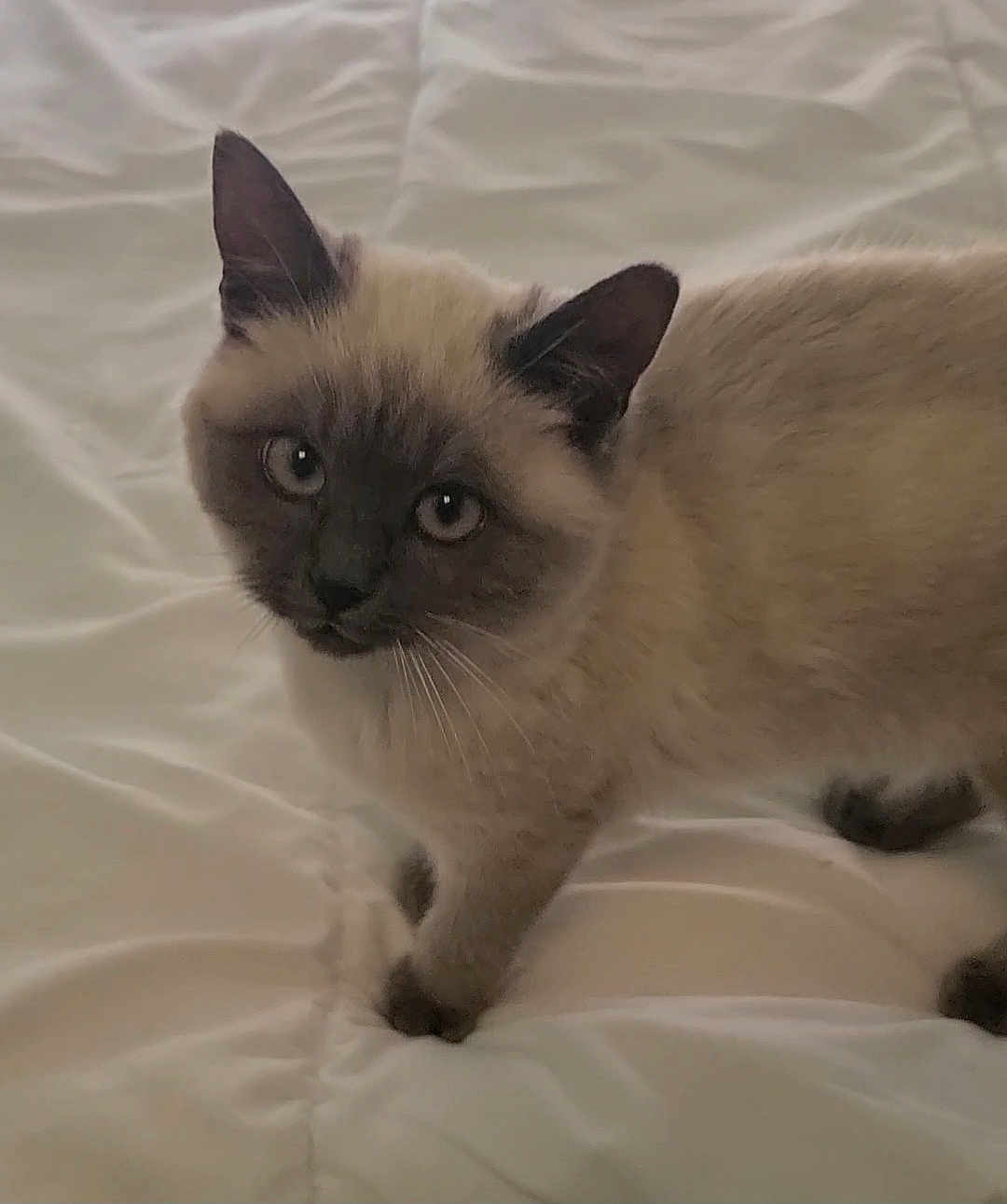 Prince participe au concours pour gagner de l'argent avec cette photo : cat, kitten, siamese, pet, animal, feline, fur, whiskers, ears, eyes, cute, domestic, bed, blanket, soft, indoor, curious, small, young, mammal