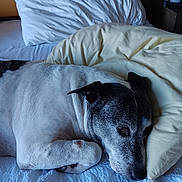 La Ward joined the competition — help win amazing prizes! bed, bedding, bedroom, black_and_white, blanket, cozy, dog, ears, fur, household, indoors, lying_down, pet, pillow, portrait, relaxed, resting, sleeping, snout, speckled_coat