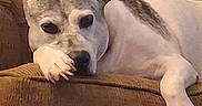 La Ward is registered to the contest to win money with this photo: closeup, couch, cozy, cute, dog, face, floppy_ears, furniture, gray_patches, home, indoor, paw, pet, portrait, relaxed, resting, sleeping, snout, upholstery, white_fur