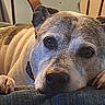 La Ward is registered to the contest to win money with this photo: canine, close_up, collar, couch, cozy, cushion, dog, eyes, funny, furniture, home, indoor, lying_down, nose, pet, portrait, relaxed, short_fur, sleepy, wrinkled
