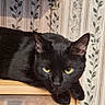 Slick Rick joined the competition — help win amazing prizes! cat, black_cat, feline, pet, animal, yellow_eyes, green_eyes, portrait, close_up, looking_at_camera, lying_down, relaxed, whiskers, ears, fur, indoor, wooden_shelf, curtains, patterned_background, home