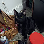 Slick Rick is registered to the contest to win money with this photo: black_cat, cat, green_eyes, feline, sitting, indoors, carpet, basket, storage, household_items, red_lid, container, cord, wall_outlet, furniture, kitchen, pet, portrait, alert, clutter