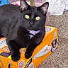 Slick Rick joined the competition — help win amazing prizes! cat, black_cat, green_eyes, purple_collar, animal, pet, feline, sitting, lying_down, indoor, carpet, cardboard_box, orange_box, laundry, clothing, home, portrait, close_up, whiskers, funny_pose