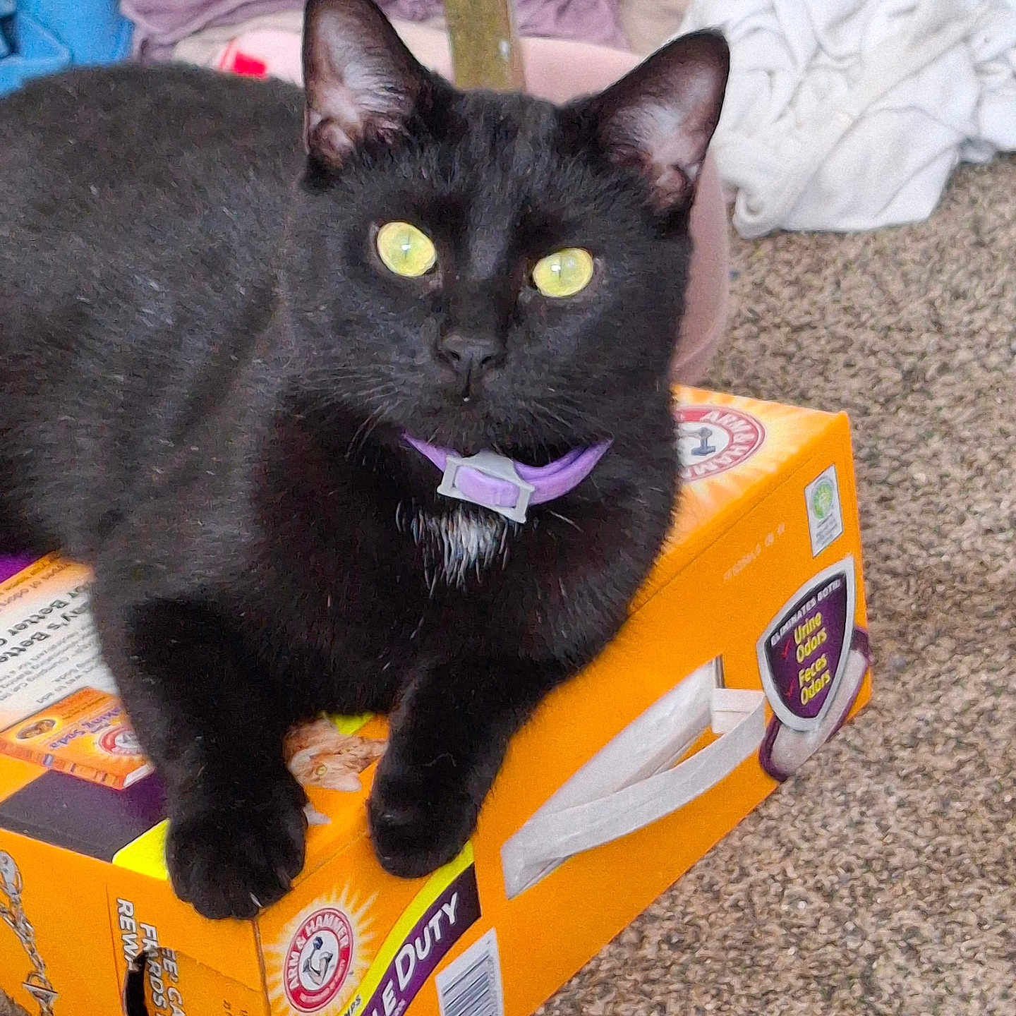 Slick Rick joined the competition — help win amazing prizes! cat, black_cat, green_eyes, purple_collar, animal, pet, feline, sitting, lying_down, indoor, carpet, cardboard_box, orange_box, laundry, clothing, home, portrait, close_up, whiskers, funny_pose