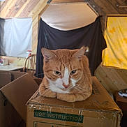Simba is registered to the contest to win money with this photo: cat, orange_cat, white_patches, animal, pet, feline, portrait, sitting, cardboard_box, warehouse, attic, wooden_interior, indoors, whiskers, ears, green_eyes, tabby, focused, cozy, funny