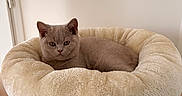 Matcha a rejoint le concours — aidez-le/la à gagner de superbes lots ! cat, kitten, gray_cat, pet, animal, feline, indoor, home, pet_bed, plush_bed, cream_bed, lounging, lying_down, portrait, ears, whiskers, green_eyes, furniture, wall, cozy
