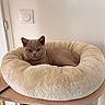 cat, kitten, gray_cat, pet, animal, feline, indoor, home, pet_bed, plush_bed, cream_bed, lounging, lying_down, portrait, ears, whiskers, green_eyes, furniture, wall, cozy