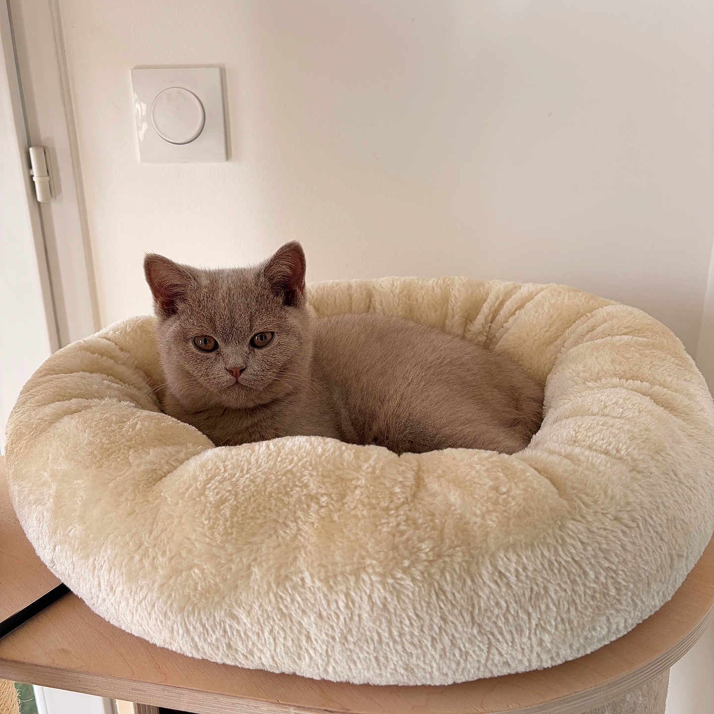 Matcha a rejoint le concours — aidez-le/la à gagner de superbes lots ! cat, kitten, gray_cat, pet, animal, feline, indoor, home, pet_bed, plush_bed, cream_bed, lounging, lying_down, portrait, ears, whiskers, green_eyes, furniture, wall, cozy