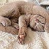Matcha a rejoint le concours — aidez-le/la à gagner de superbes lots ! cat, sleeping, fluffy, beige_fur, pet, animal, indoors, blanket, plush, cozy, relaxed, upside_down, paws, pink_toe_beans, closed_eyes, whiskers, nose, portrait, cute, furry