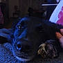 dog, black_dog, close_up, resting, blanket, indoor, pet, animal, sleepy, paw, hand, cozy, dim_light, furry, cute, companion, relaxation, soft_texture, home, comfort