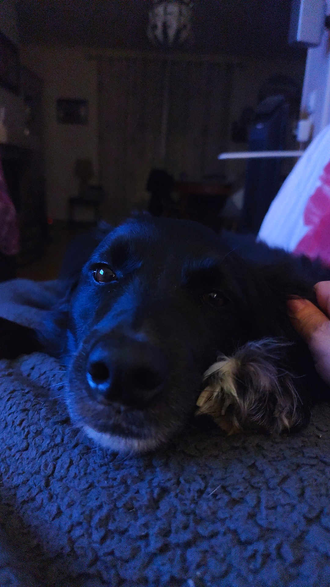 Ruby participe au concours pour gagner de l'argent avec cette photo : dog, black_dog, close_up, resting, blanket, indoor, pet, animal, sleepy, paw, hand, cozy, dim_light, furry, cute, companion, relaxation, soft_texture, home, comfort