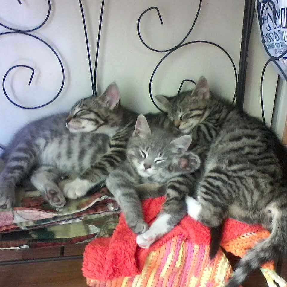 Yoshi Micky And Greyson