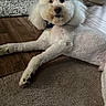 dog, poodle, white_dog, curly_fur, pet, indoor, carpet, hardwood_floor, relaxed, lying_down, canine, animal, fur, paw, nose, ears, collar, domestic_animal, cute, companion