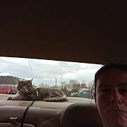 Ash joined the competition — help win amazing prizes! animal, backseat, car_interior, cat, cloudy_sky, daytime, expression, face, feline, human, leash, outdoor, person, pet, rear_dashboard, relaxing, seat, transportation, vehicle, window