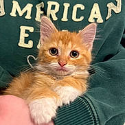 Colby Jack is registered to the contest to win money with this photo: kitten, cat, orange_cat, white_paws, pet, cute, furry, animal, indoor, person_holding, green_sweatshirt, text_on_clothing, close_up, young_animal, whiskers, ears, eyes, fur, resting, cuddle