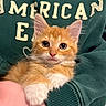 kitten, cat, orange_cat, white_paws, pet, cute, furry, animal, indoor, person_holding, green_sweatshirt, text_on_clothing, close_up, young_animal, whiskers, ears, eyes, fur, resting, cuddle