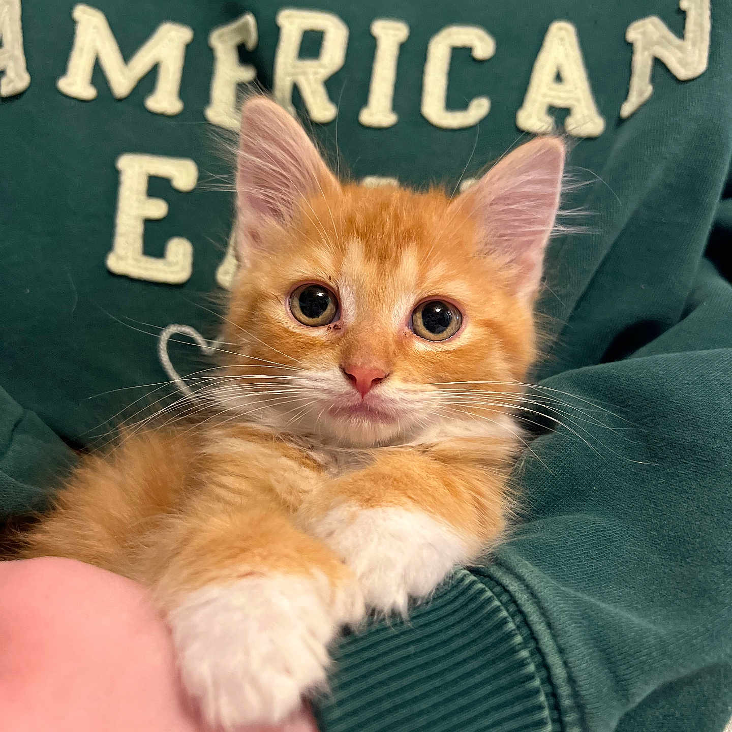 Colby Jack is registered to the contest to win money with this photo: kitten, cat, orange_cat, white_paws, pet, cute, furry, animal, indoor, person_holding, green_sweatshirt, text_on_clothing, close_up, young_animal, whiskers, ears, eyes, fur, resting, cuddle