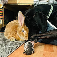 Oakley is registered to the contest to win money with this photo: rabbit, dog, indoor, floor, wooden_floor, rug, pet, animal, closeup, collar, black_dog, brown_rabbit, furry, domestic_animal, resting, companionship, quiet, cozy, cage, home