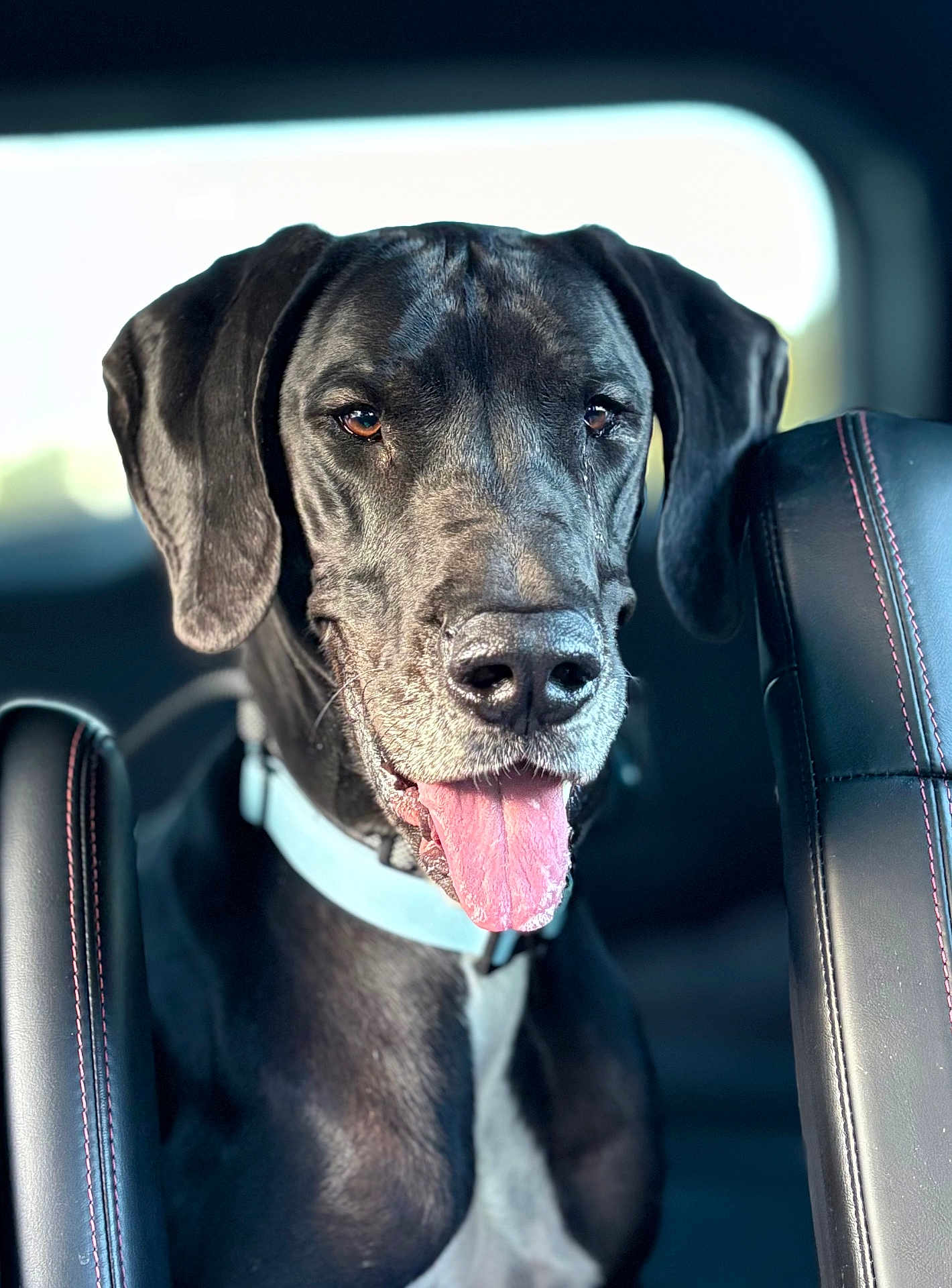 Oakley is registered to the contest to win money with this photo: dog, great_dane, black_coat, tongue_out, car_interior, leather_seat, collar, pet, animal, canine, portrait, close_up, sitting, vehicle, window_light, happy, ears, nose, tongue, seat