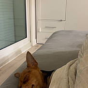 Xena a rejoint le concours — aidez-le/la à gagner de superbes lots ! dog, sleeping, couch, blanket, indoor, pet, resting, small_dog, canine, cozy, home, furniture, relaxing, brown_dog, quiet, peaceful, domestic, companion, nap, covered