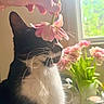Dr. Venkman joined the competition — help win amazing prizes! cat, flower, hand, window, vase, pink_flower, black_and_white_cat, whiskers, indoor, natural_light, plant, pet, domestic_animal, close_up, feline, houseplant, still_life, gentle, soft_light, cozy