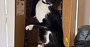 Dr. Venkman is registered to the contest to win money with this photo: cat, tuxedo_cat, cardboard_box, wooden_table, indoor, pet, animal, black_and_white, playful, feline, paw, whiskers, eyes, tail, domestic_cat, cute, sitting, household, box, curious