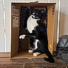 cat, tuxedo_cat, cardboard_box, wooden_table, indoor, pet, animal, black_and_white, playful, feline, paw, whiskers, eyes, tail, domestic_cat, cute, sitting, household, box, curious