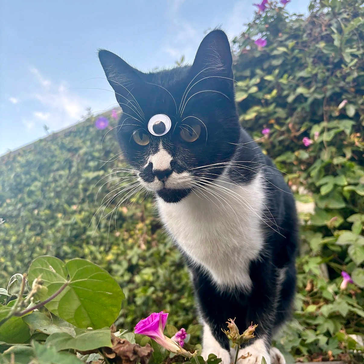 Dr. Venkman is registered to the contest to win money with this photo: cat, black_and_white_cat, googly_eye, flower, purple_flower, green_leaves, wooden_ledge, outdoor, sky, curious, pet, animal, whiskers, nature, close_up, feline, garden, playful, funny, three_eyes