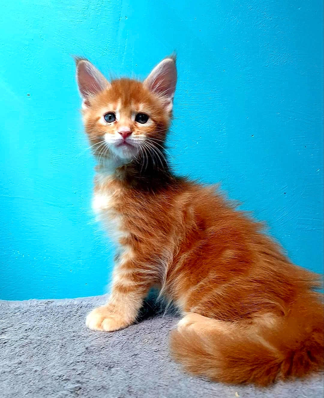 Silène a rejoint le concours — aidez-le/la à gagner de superbes lots ! art, carnivore, cat, domestic_short_haired_cat, electric_blue, fawn, felidae, fur, paw, sitting, small_to_medium_sized_cats, snout, tail, terrestrial_animal, whiskers, window