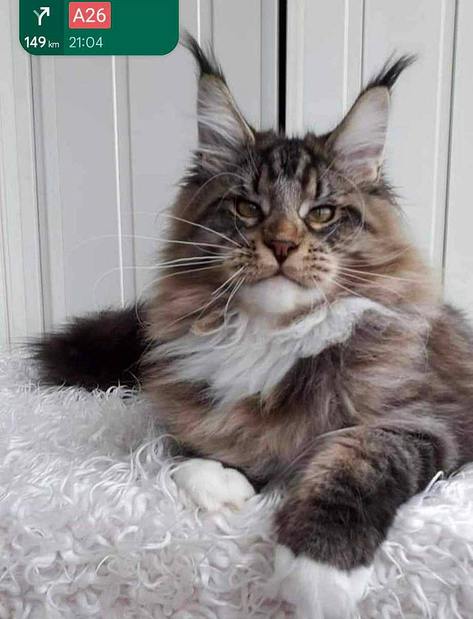 Silène participe au concours pour gagner de l'argent avec cette photo : british_longhair, carnivore, cat, claw, comfort, felidae, fur, maine_coon, paw, small_to_medium_sized_cats, tail, terrestrial_animal, whiskers