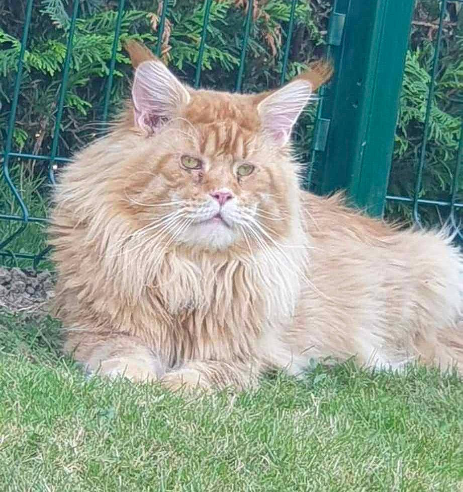 Silène participe au concours pour gagner de l'argent avec cette photo : carnivore, cat, domestic_short_haired_cat, eye, fawn, felidae, fence, fur, grass, grassland, hair, maine_coon, plant, small_to_medium_sized_cats, snout, tail, terrestrial_animal, whiskers, wildlife