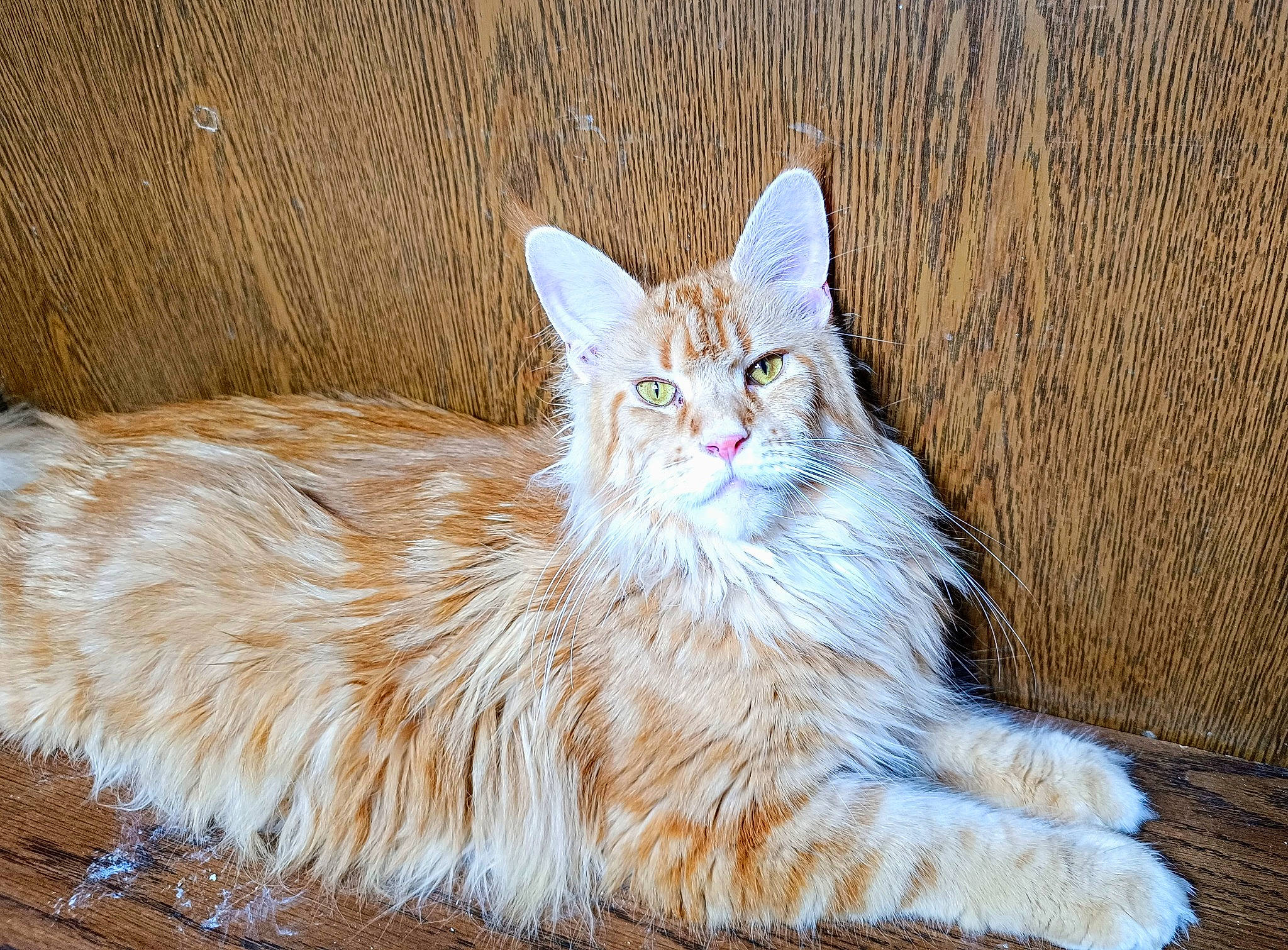 Silène a rejoint le concours — aidez-le/la à gagner de superbes lots ! carnivore, cat, claw, comfort, fawn, felidae, fur, grass, paw, peach, sitting, small_to_medium_sized_cats, snout, tail, terrestrial_animal, whiskers, wildlife, wood