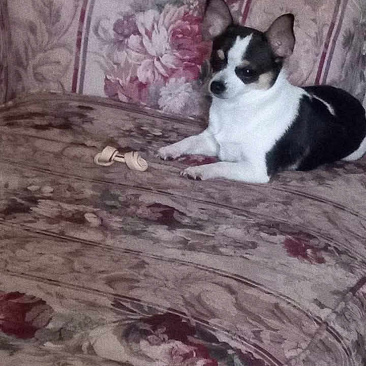 Minnie joined the competition — help win amazing prizes! alert, animal, black_and_white, chew_toy, companion, couch, cozy, cute, dog, domestic, ears_up, floral_pattern, furniture, home, indoor, pet, relaxed, resting, seated, small_dog