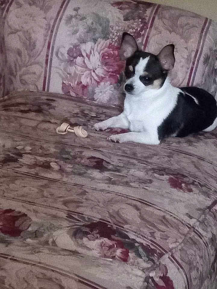 Minnie joined the competition — help win amazing prizes! dog, small_dog, black_and_white, couch, floral_pattern, indoor, pet, chew_toy, relaxed, seated, furniture, domestic, companion, animal, cute, ears_up, alert, resting, home, cozy