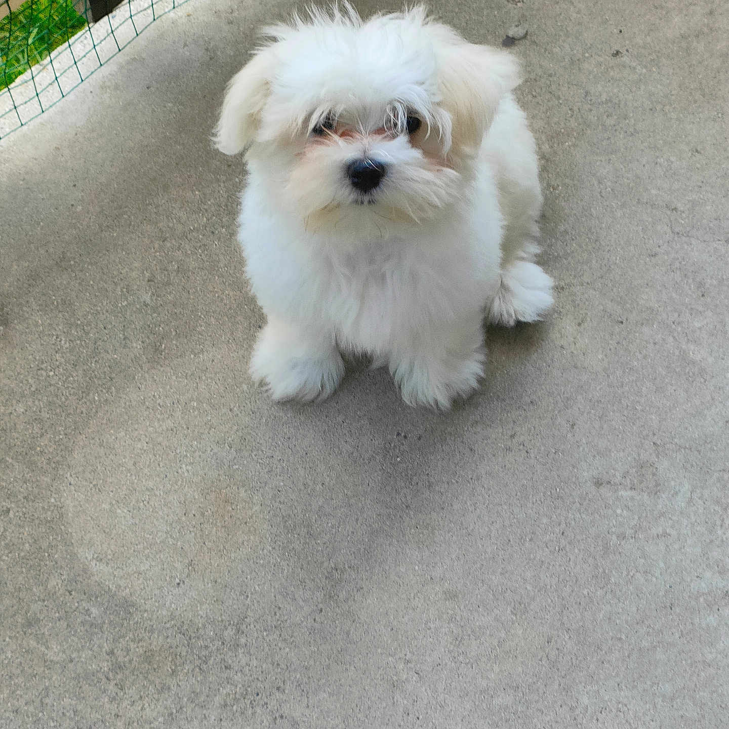 Vito participe au concours pour gagner de l'argent avec cette photo : animal, canine, cockerspaniel, den, dog, eskimodog, indoors, leash, machine, path, pet, poodle, puppy, sidewalk, slate, spoke, terrier, walkway, white, whitedog