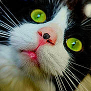 Bear is registered to the contest to win money with this photo: cat, close_up, green_eyes, black_and_white, whiskers, pink_nose, pet, animal, feline, curious, portrait, face, indoor, cute, muzzle, soft_fur, macro, close_shot, adorable, expression