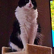 Bear is registered to the contest to win money with this photo: animal, black_and_white, calm, cat, cat_tree, dim_light, domestic, ears, feline, fluffy, fur, furniture, home, indoor, nose, pet, regal, sitting, television, whiskers