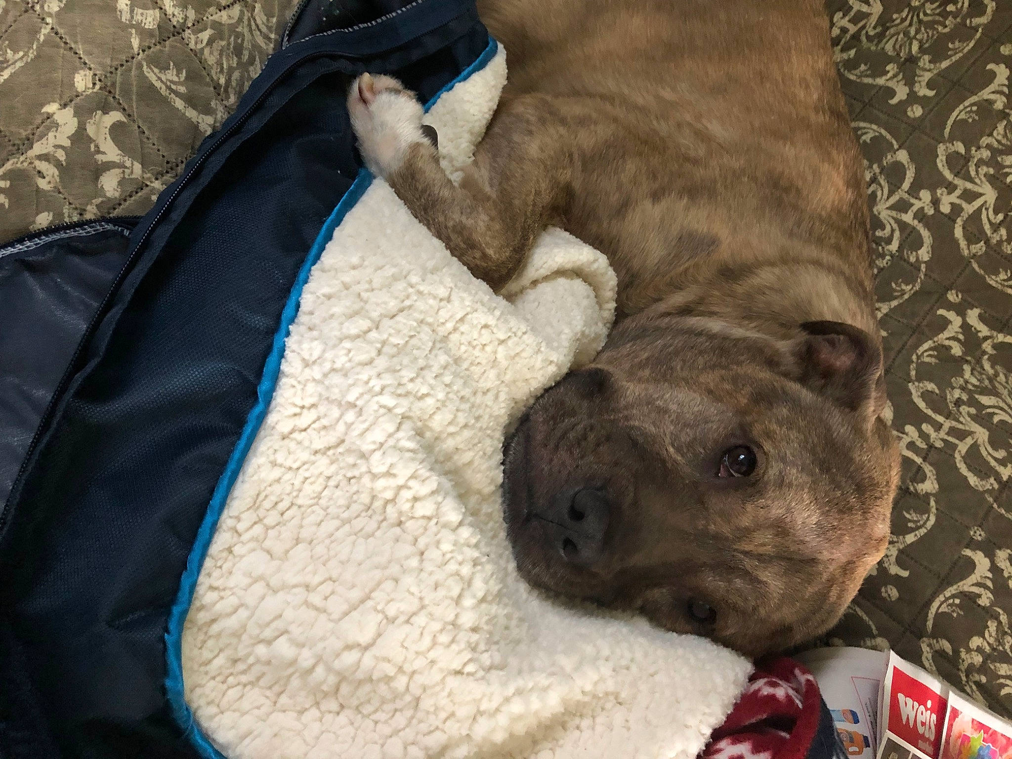 Samantha is registered to the contest to win money with this photo: canidae, carnivore, comfort, companion_dog, dog, dog_breed, dog_supply, electric_blue, fawn, fur, grey, liver, nap, snout, sporting_group, tail, terrestrial_animal, whiskers, working_animal, wrinkle