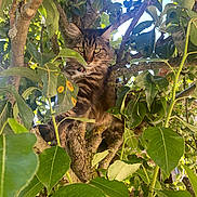 Twingo participe au concours pour gagner de l'argent avec cette photo : animal, branches, cat, climbing, closeup, curious, daylight, eye_contact, forest, fur, greenery, leaves, mammal, nature, outdoor, pet, sunlight, tabby_cat, tree, wildlife
