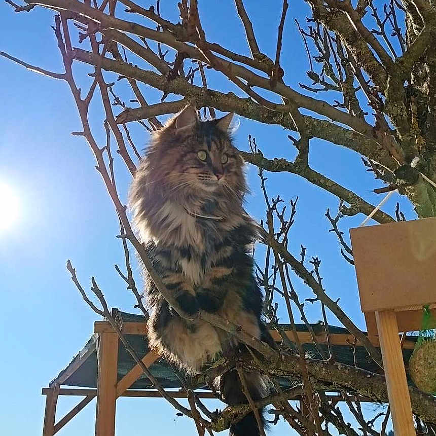Twingo a rejoint le concours — aidez-le/la à gagner de superbes lots ! alert, animal, blue_sky, branches, cat, daylight, fence, fluffy, nature, outdoor, perched, pet, regal, snow, sunlight, tail, tree, wildlife, winter, wooden_structure