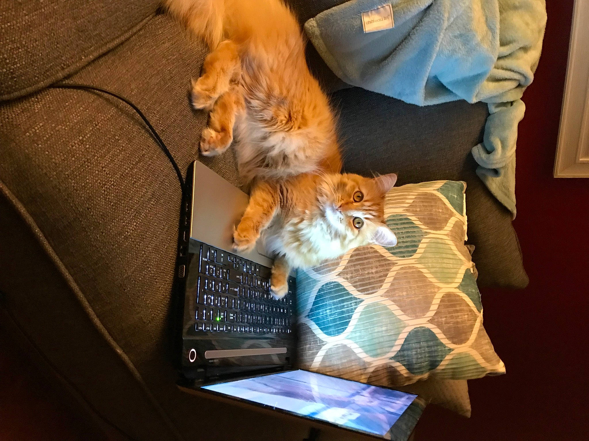 Roux joined the competition — help win amazing prizes! american_curl, american_shorthair, carnivore, cat, domestic_short_haired_cat, european_shorthair, felidae, fur, kitten, maine_coon, norwegian_forest_cat, small_to_medium_sized_cats, tabby_cat, whiskers