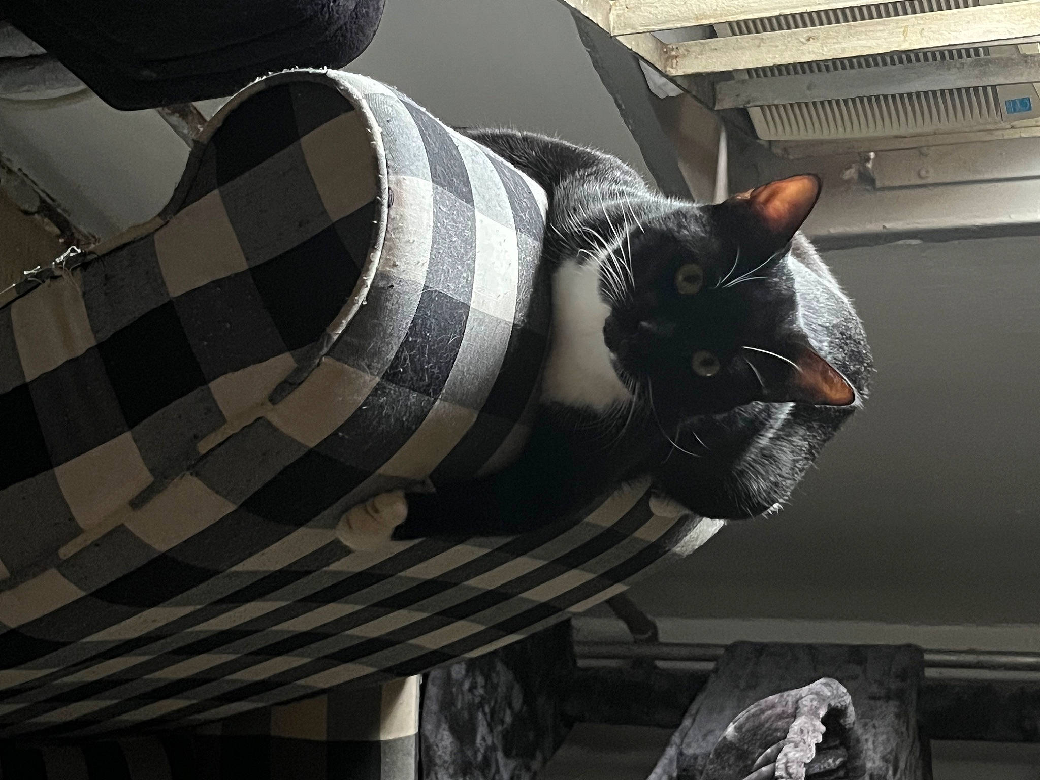 Malo joined the competition — help win amazing prizes! art, auto_part, automotive_design, automotive_tire, automotive_wheel_system, carmine, carnivore, cat, circle, felidae, grey, human_leg, metal, monochrome_photography, pattern, personal_protective_equipment, small_to_medium_sized_cats, tail, tints_and_shades, whiskers