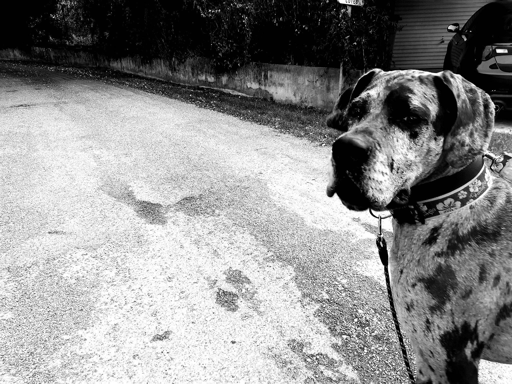 Lola a rejoint le concours — aidez-le/la à gagner de superbes lots ! black, black_and_white, canidae, carnivore, dog, dog_breed, great_dane, hunting_dog, leash, louisiana_catahoula_leopard_dog, mammal, monochrome, monochrome_photography, non_sporting_group, photography, pointer, snout, sporting_group, white, working_dog
