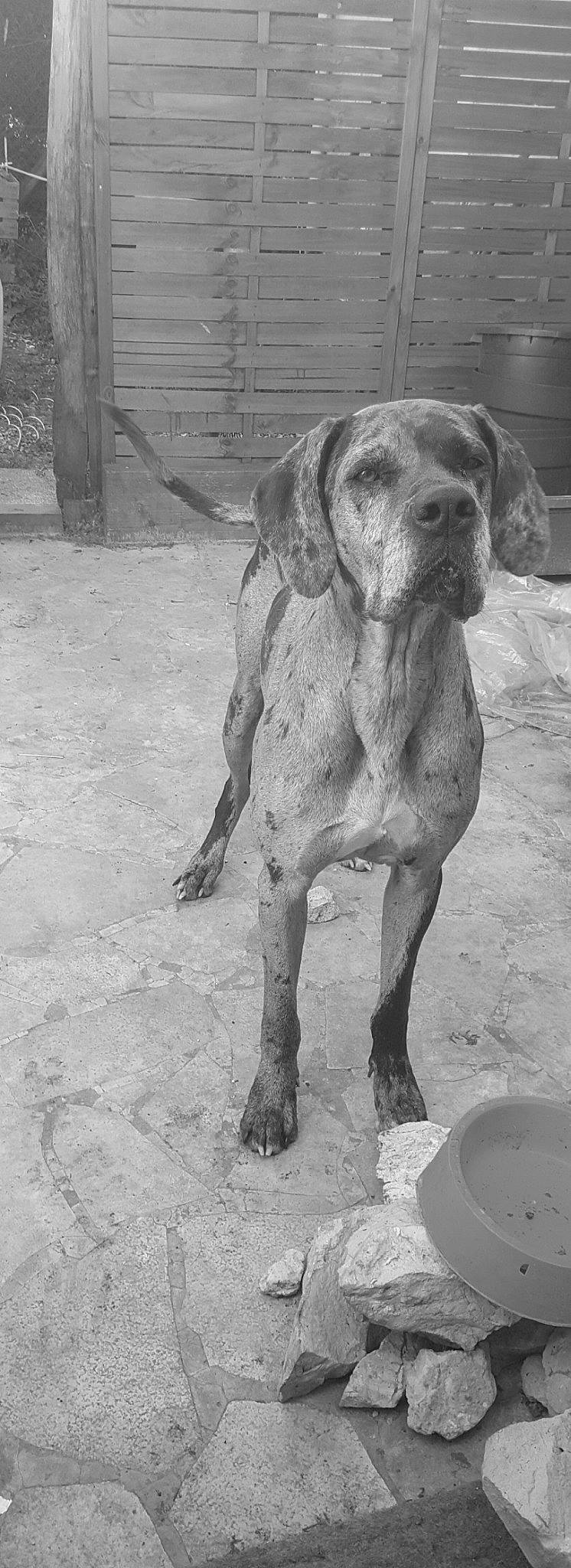 Lola a rejoint le concours — aidez-le/la à gagner de superbes lots ! ancient_dog_breeds, canidae, carnivore, dog, dog_breed, dogue_de_bordeaux, hunting_dog, mammal, pachon_navarro, sporting_group, vertebrate, vizsla